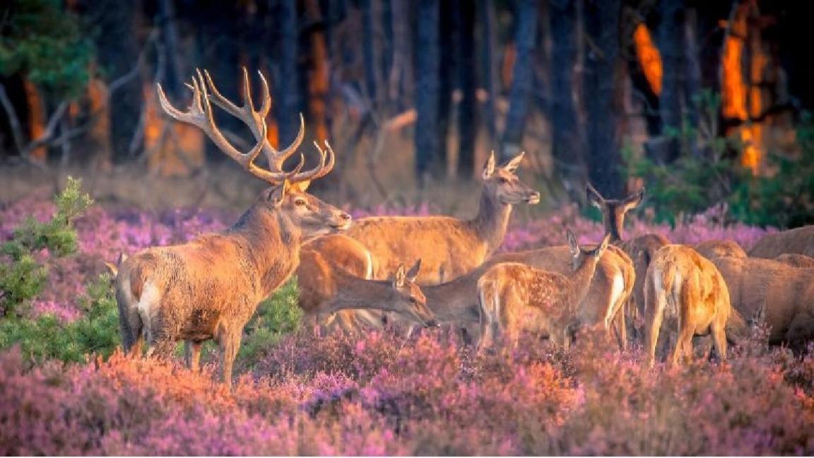 Sfeervol Chalet Op De Veluwe Putten Esterno foto